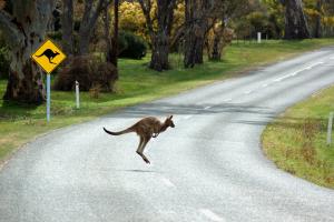 Driving with Kangaroos on the Road in Australia